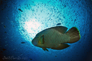 Napoleon Wrasse in Musha Mas Mingili Thila (Fish Head) by Boris Pamikov 